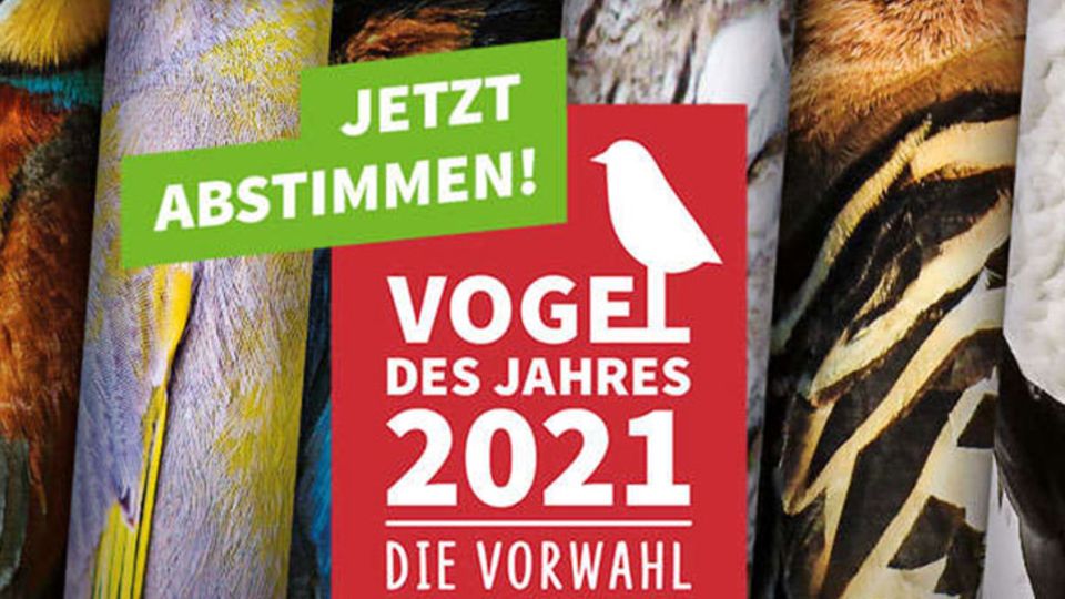 Vogel des Jahres