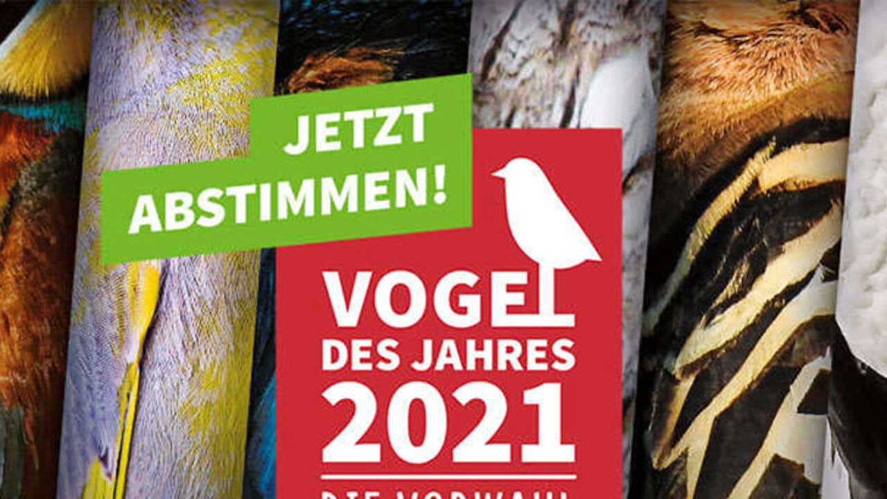 Vogel des Jahres