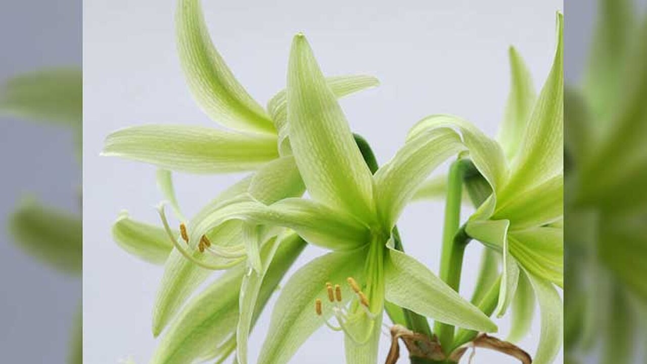 Amaryllis Evergreen