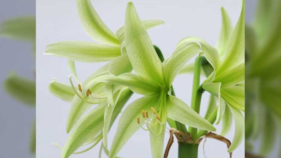 Amaryllis Evergreen