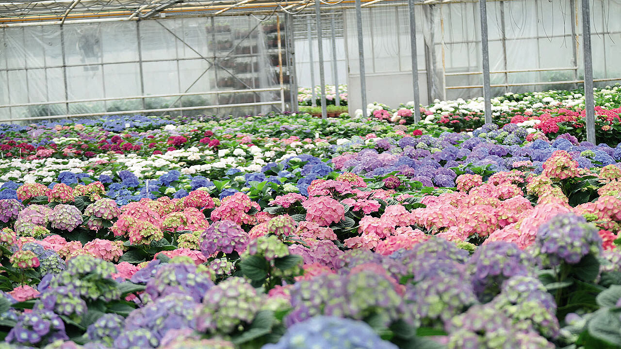 Erwerbsgartenbau