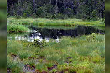 Hochmoor