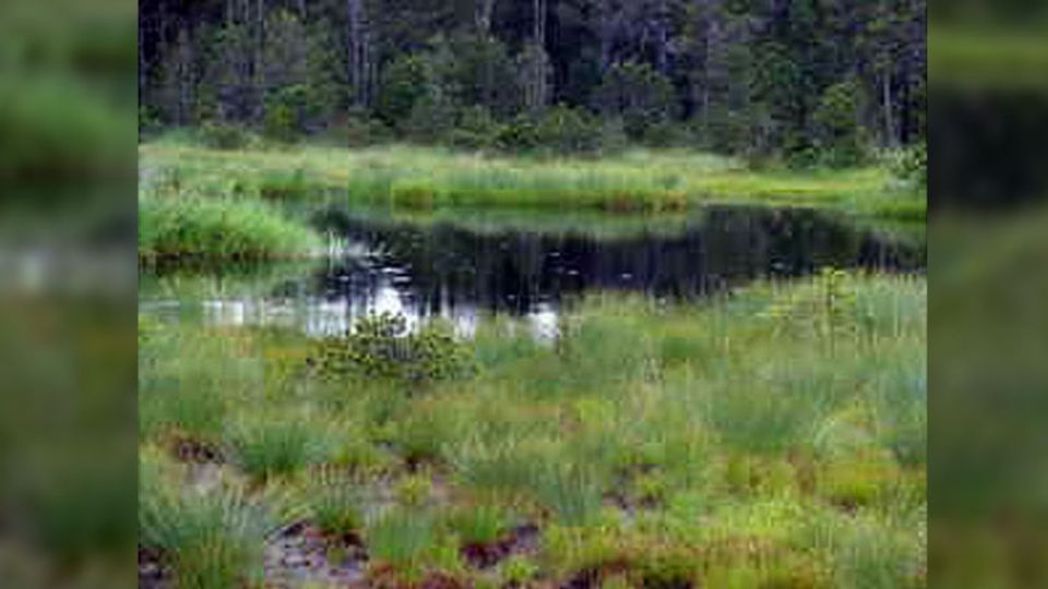 Hochmoor
