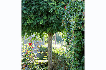 Schattenplätze im Garten