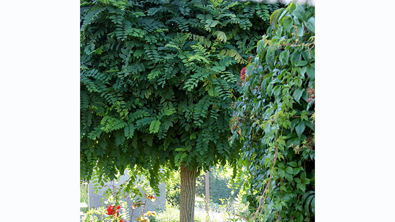 Schattenplätze im Garten