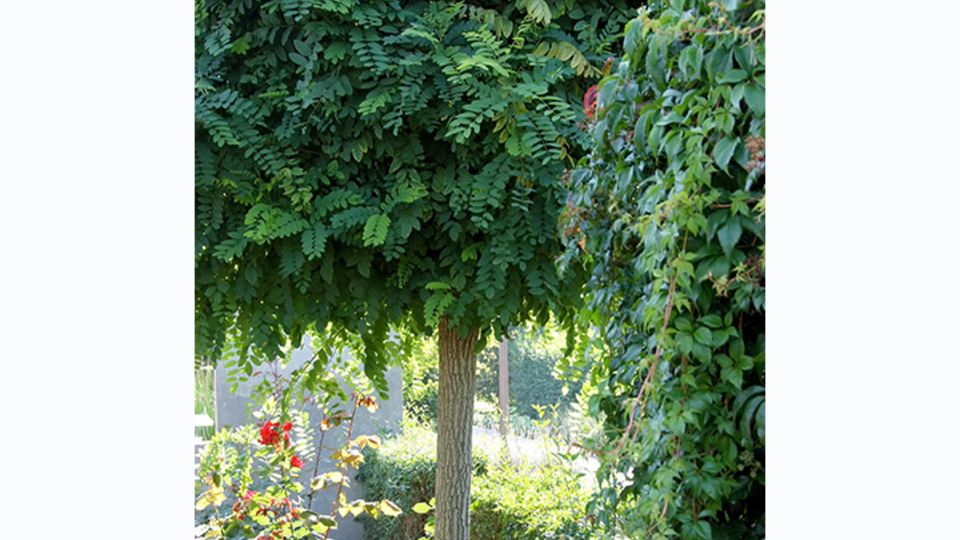 Schattenplätze im Garten
