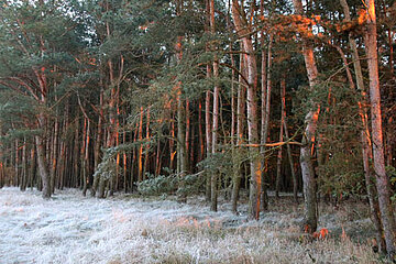 Image-11787