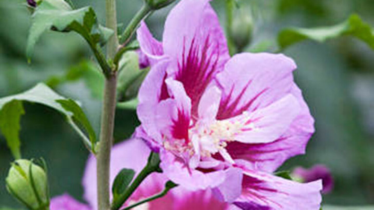 Hibiskus