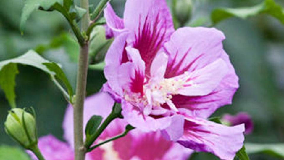 Hibiskus