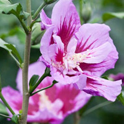 Hibiskus