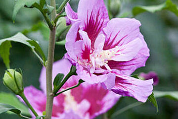 Hibiskus