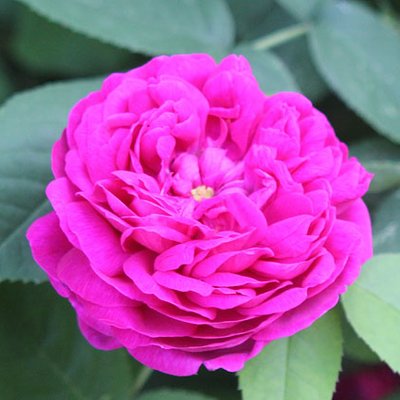 Rosen