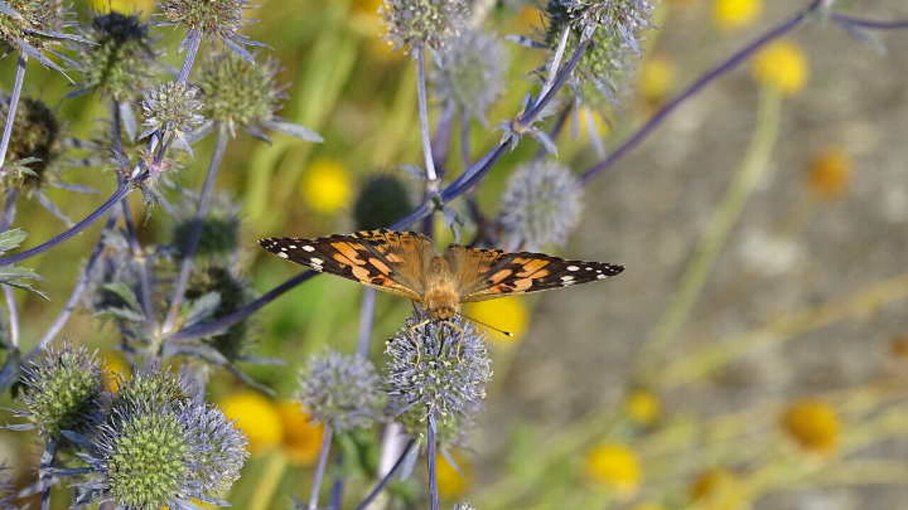 Schmetterling