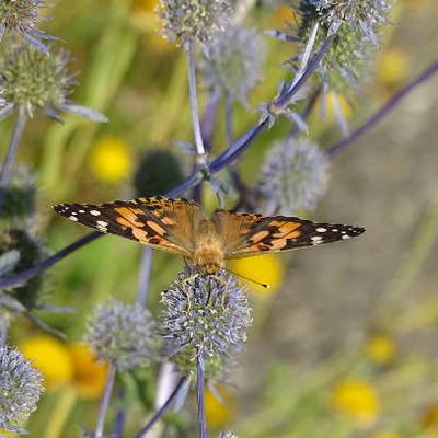 Schmetterling