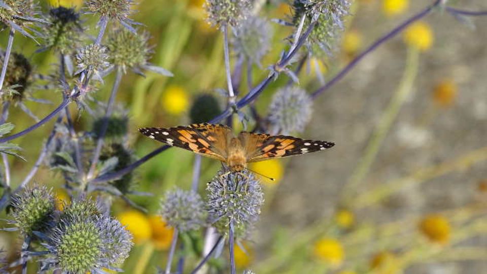 Schmetterling
