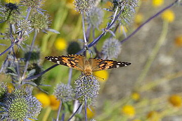 Schmetterling