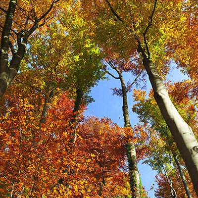 Buchenwald im Herbst