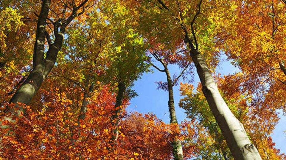 Buchenwald im Herbst
