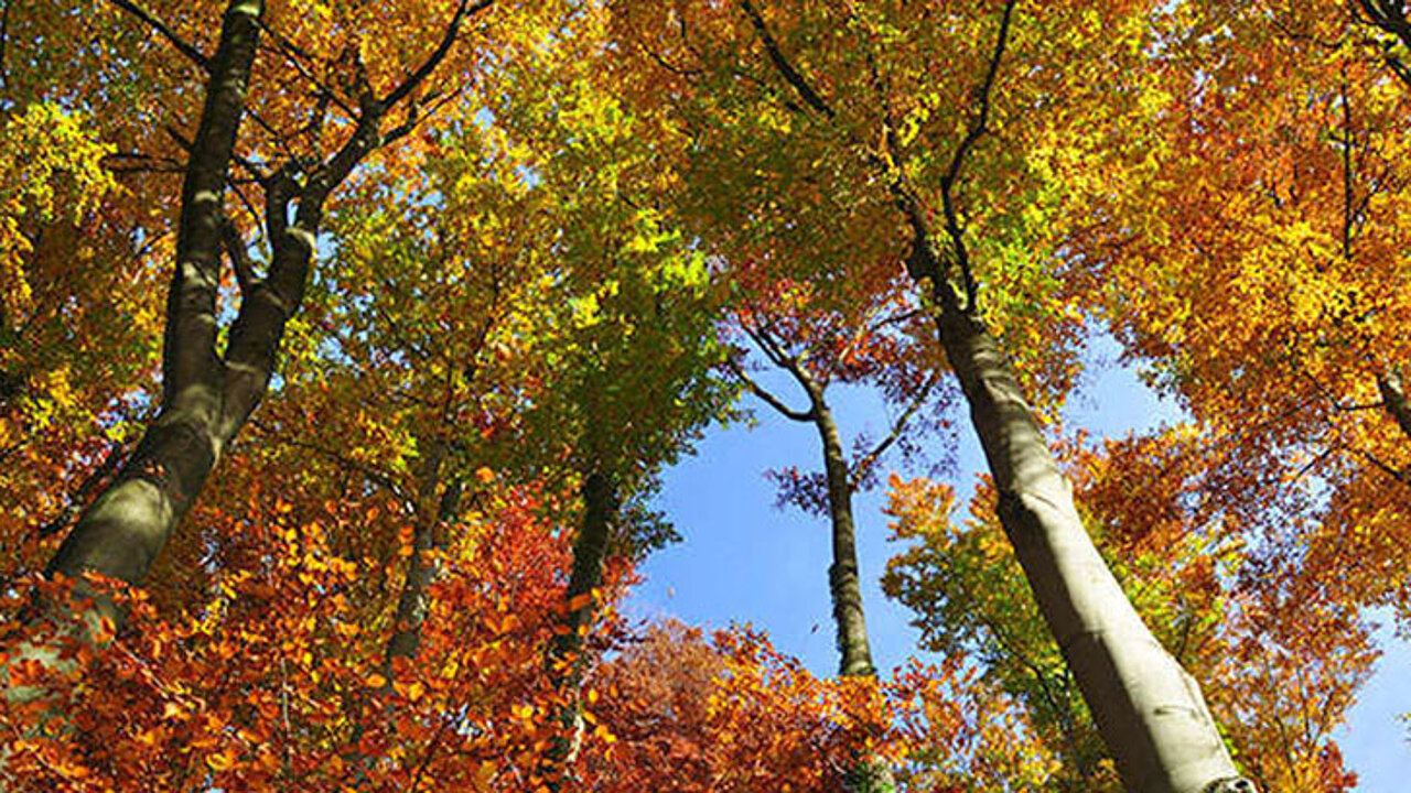 Buchenwald im Herbst