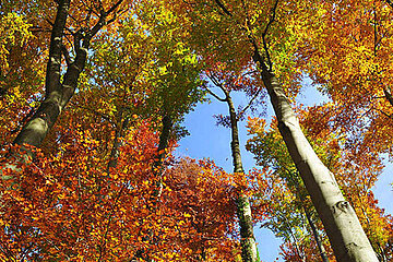Buchenwald im Herbst