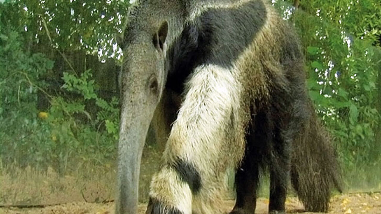 Ameisenbär