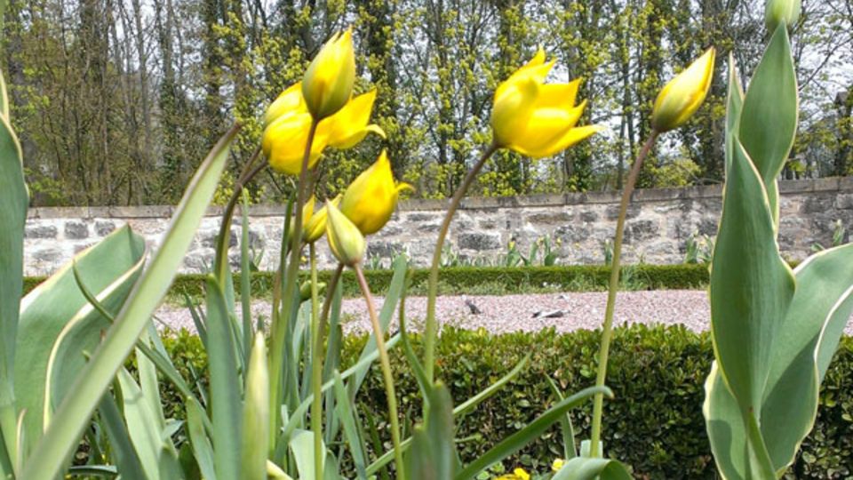 Wildtulpen