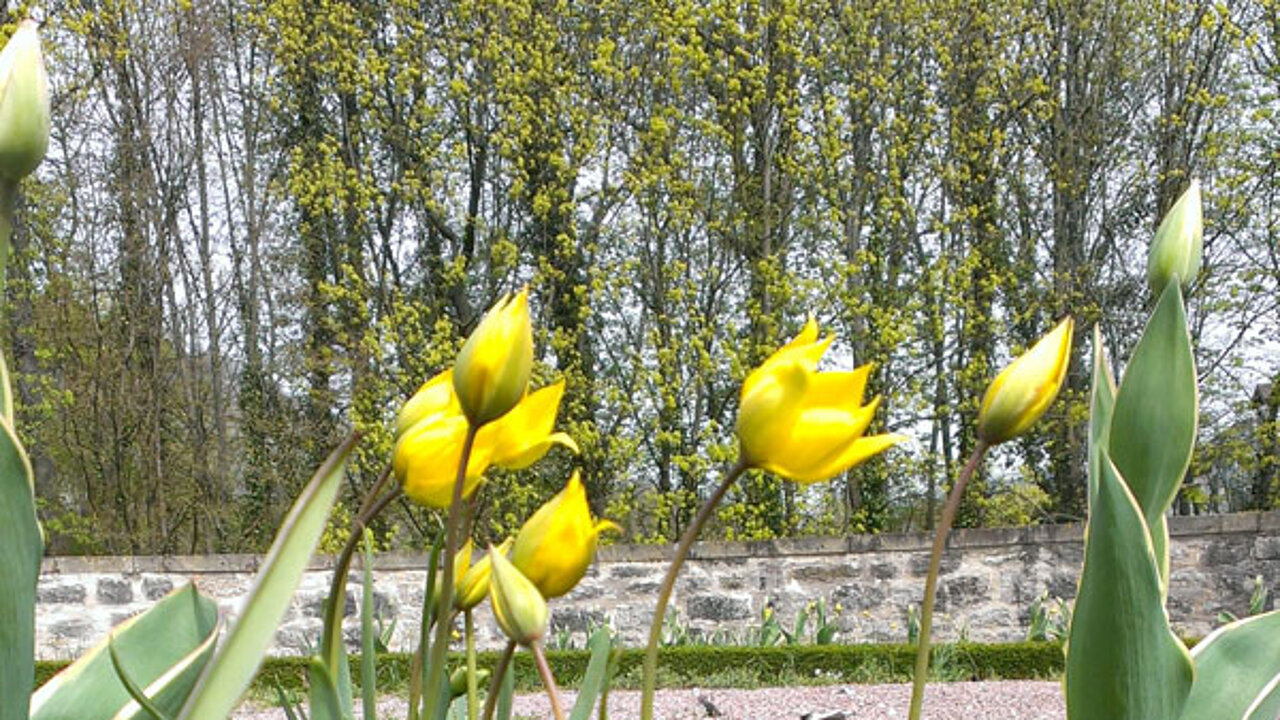 Wildtulpen