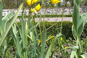 Wildtulpen