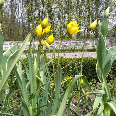 Wildtulpen