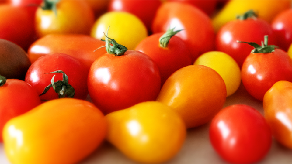 Tomatensaison