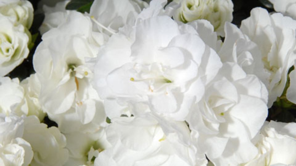 Noralinde azalea Noralinde azalea