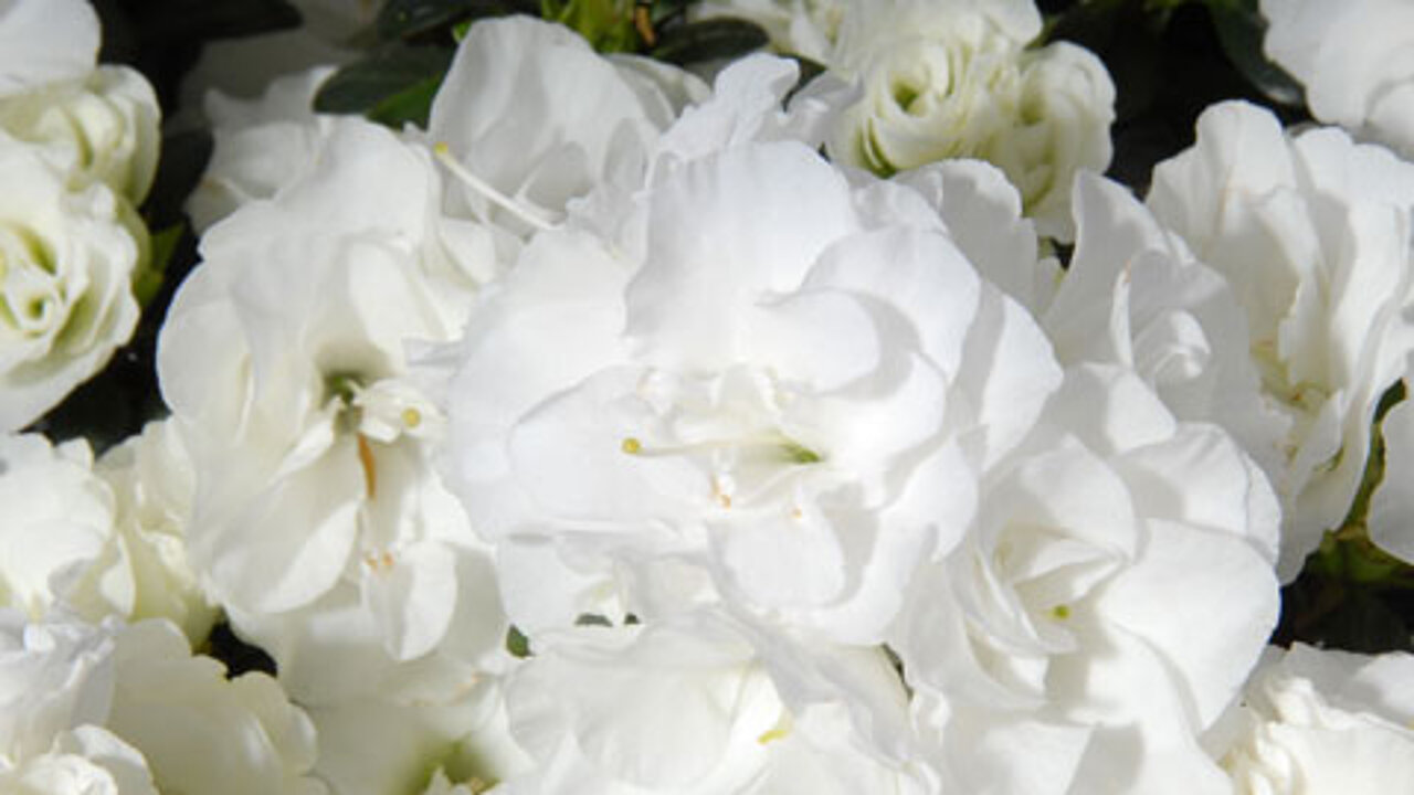 Noralinde azalea Noralinde azalea