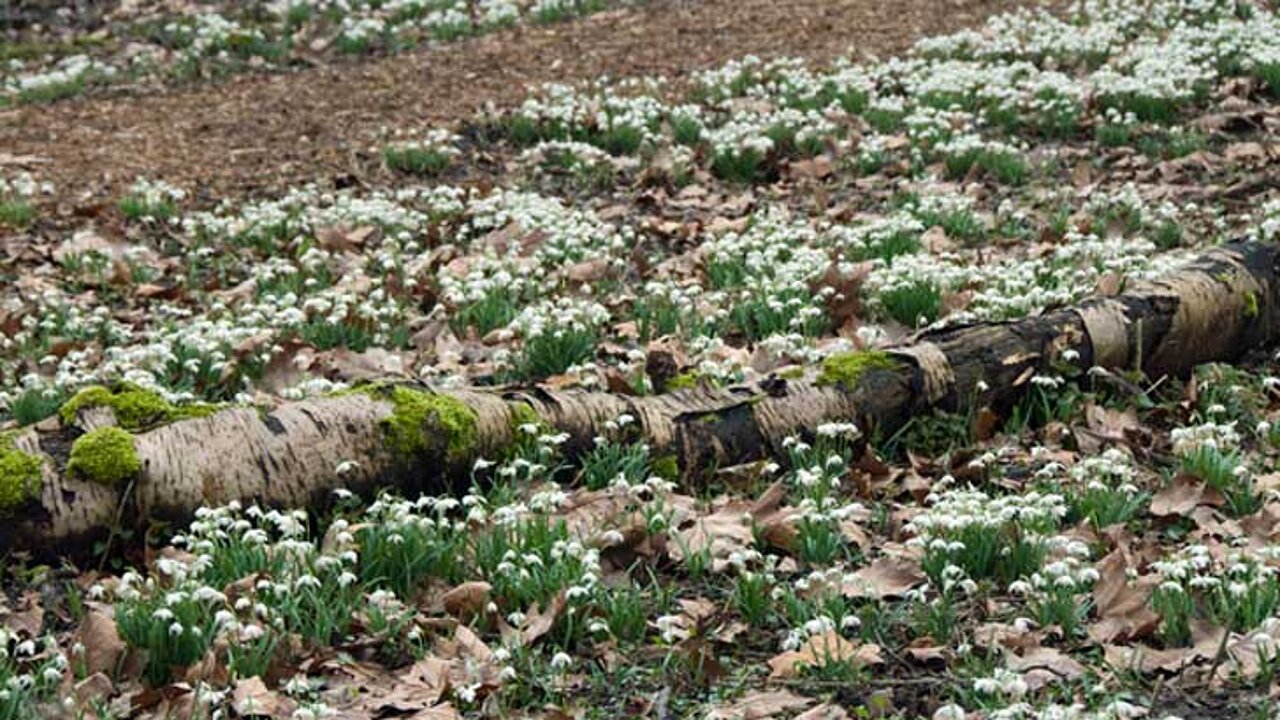 Galanthus nivalis