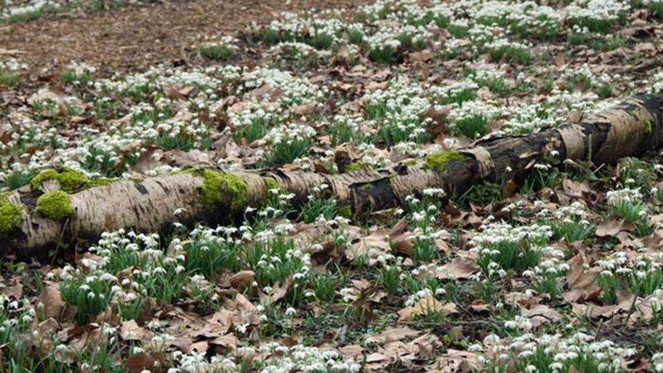 Galanthus nivalis