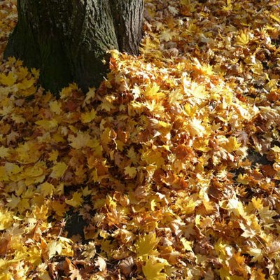 Laub