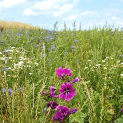 Agrarlandschaft
