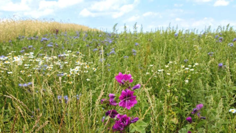 Agrarlandschaft