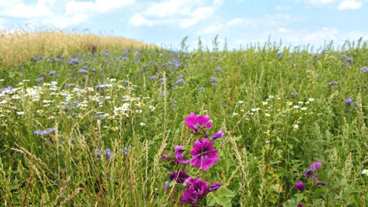 Agrarlandschaft