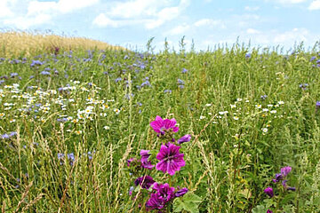 Agrarlandschaft