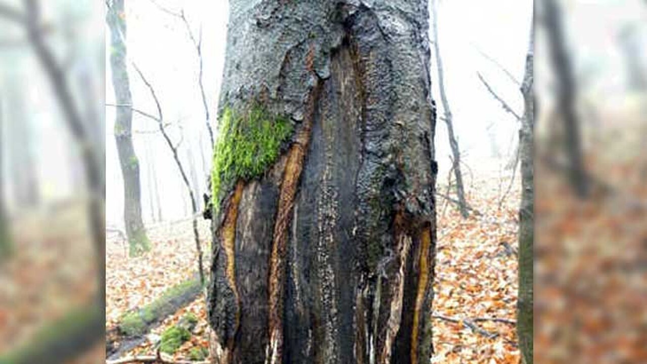 Schälschaden