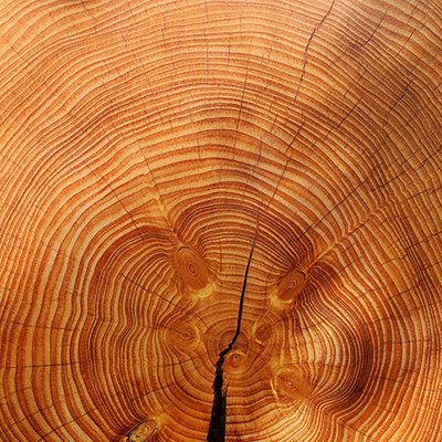 Holz