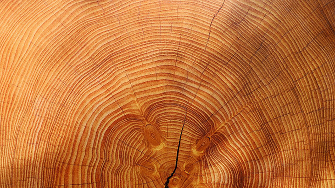 Holz