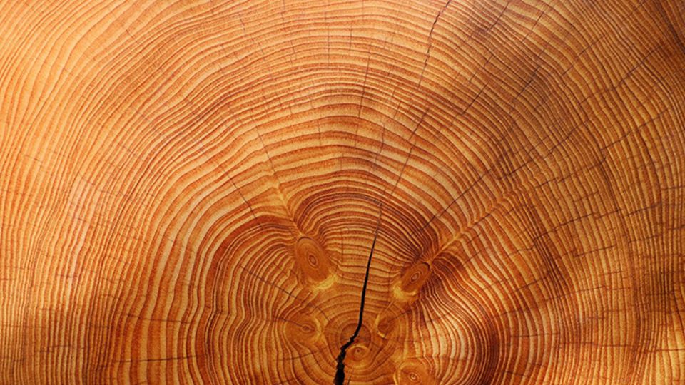 Holz