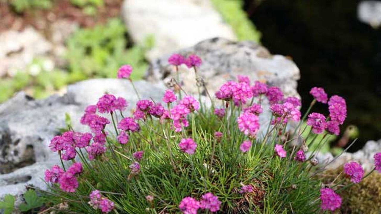 Alpiner Steingarten