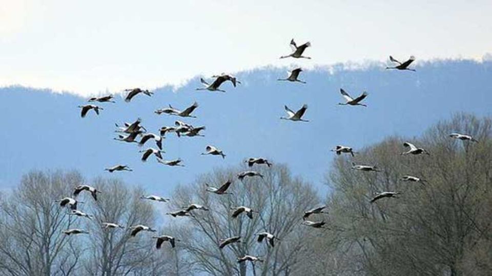 Vogelschutzrichtlinie