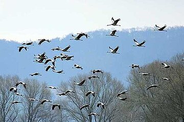Vogelschutzrichtlinie