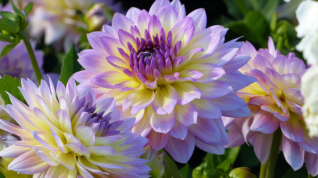 Wechselflor