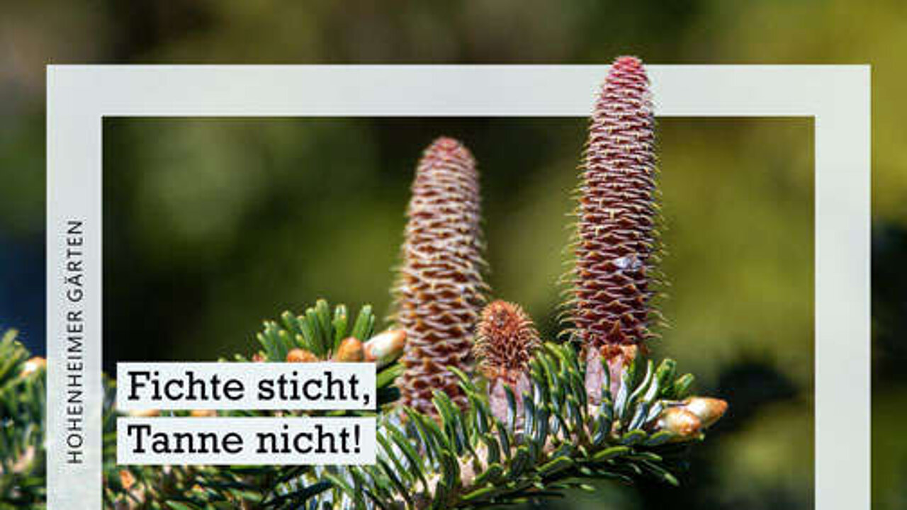 Tanne