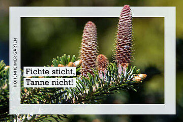 Tanne