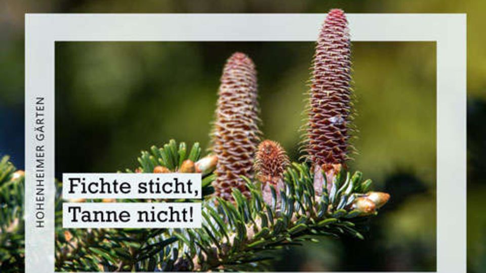 Tanne